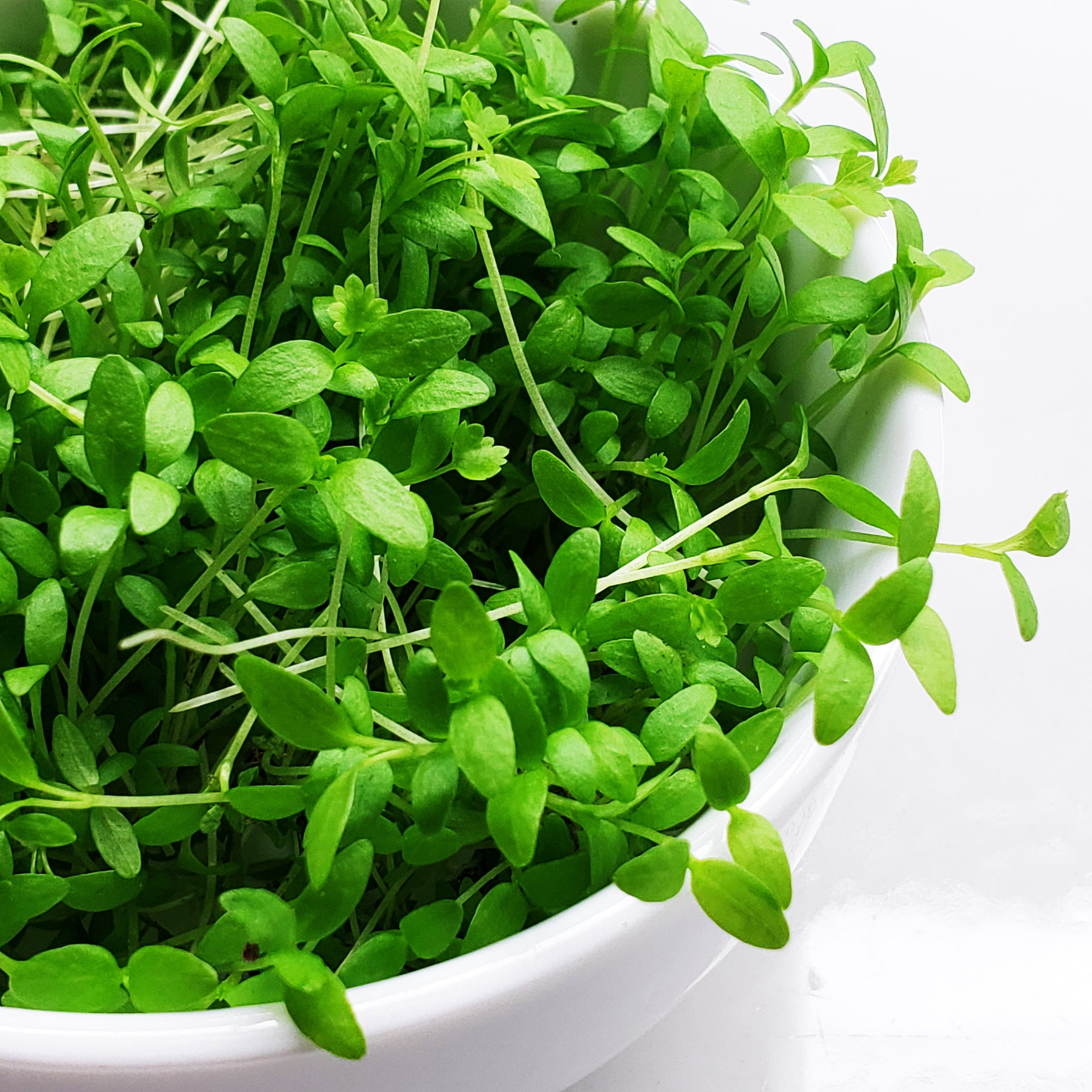 Micro Mix (WEEKLY) | Living Green Micros