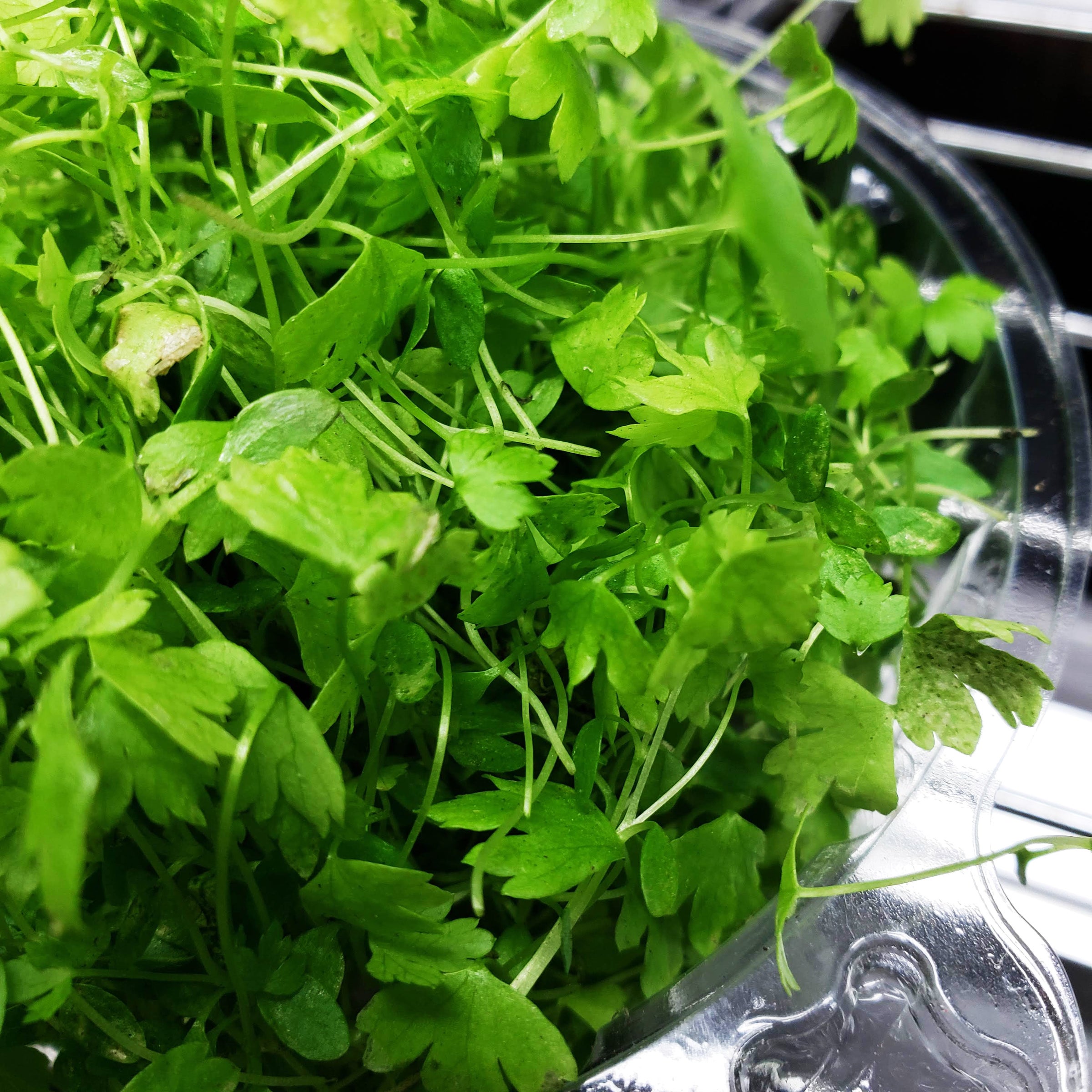 Micro Mixed Micro Mix (WEEKLY) | Living Green Micros